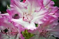 Soft purple and white rhododendron flowers close up Royalty Free Stock Photo