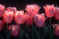 the soft realism of a tulip pattern