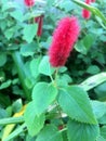 A soft red bloom on a luscious green plant Royalty Free Stock Photo