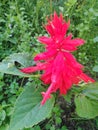 Soft red flowers of Salvia sparkling fire magic in a green frame of garden plants