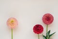 Soft red, pink and light peach dahlia flowers on light creamy neutral background. Minimalist floral composition