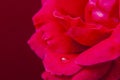 Soft red rose with waterdrop I Royalty Free Stock Photo