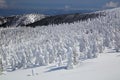 Soft rime, Mt.Zao in Japan Royalty Free Stock Photo