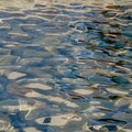 Soft ripples on an abstract smooth blue pond