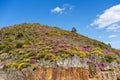 Soft rounded hill covered with purple and yellow flowers, schist stone cliff foreground