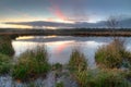 Soft rush on the banks of a pond Royalty Free Stock Photo