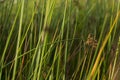 Soft Rush Juncus effesus growing in a stormwater filter bed Royalty Free Stock Photo