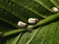 Soft scale insect (Pulvinaria sp) Royalty Free Stock Photo