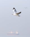 Soft scene of flying seagull Royalty Free Stock Photo