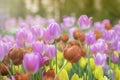 Soft selective focus. Amazing, beautiful flower tulips meadow background. Colorful tulips in field winter or spring. Royalty Free Stock Photo