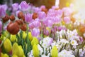 Soft selective focus. Amazing, beautiful flower tulips meadow in soft lights at blur background. Royalty Free Stock Photo
