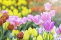 Soft selective focus. Beautiful flower tulips meadow background. Colorful tulips in field winter or spring. Royalty Free Stock Photo