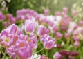 Soft selective focus. Beautiful pink flower tulips meadow background. Colorful tulips in field winter or spring. Royalty Free Stock Photo