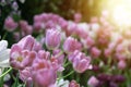 Soft selective focus. Beautiful pink flower tulips meadow in soft lights at blur background. Royalty Free Stock Photo