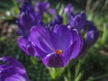 Soft selective focus of close-up purple Ruby Giant Crocus on a sunny spring day. Royalty Free Stock Photo
