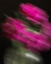 Soft selective focus, photo in motion, bouquet of dark red lilac tulips in glass vase on dark background Royalty Free Stock Photo