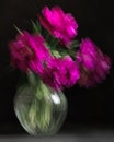 Soft selective focus, photo in motion, bouquet of dark red lilac tulips in glass vase on dark background Royalty Free Stock Photo