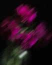 Soft selective focus, photo in motion, bouquet of dark red lilac tulips in glass vase on dark background Royalty Free Stock Photo