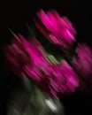 Soft selective focus, photo in motion, bouquet of dark red lilac tulips in glass vase on dark background Royalty Free Stock Photo