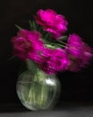 Soft selective focus, photo in motion, bouquet of dark red lilac tulips in glass vase on dark background Royalty Free Stock Photo