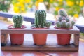 Soft and selective focus, shaped cactus with thorns on blur background,Cactus Bloom little cute bright flower in pot