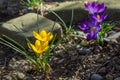 Soft selective focus of spring nature with close-up Crocus Golden Yellow on blurred natural background with blurred violet crocuse Royalty Free Stock Photo