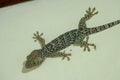 Soft selective focus tokay gecko, tucktoo on a concrete wall, grainy texture background. Large adult Gekko gecko with orange spots Royalty Free Stock Photo