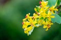 Soft selective focus of yellow Ribes aureum flower blooming. Flowers golden currant, clove currant