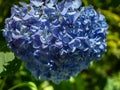 Soft selective macro focus of big blue flowers of hydrangea macrophylla against the background of the flowering bush of hydrangea Royalty Free Stock Photo