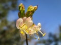 Soft selective macro focus of blooming winter honeysuckle Lonicera fragrantissima standishii, or January jasmine, Chinese honeys