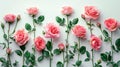 Soft and Serene: Pink Roses on a White Background - A Delicate Symbol of Love and Purity Royalty Free Stock Photo