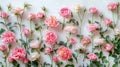 Soft and Serene: Pink Roses on a White Background - A Delicate Symbol of Love and Purity Royalty Free Stock Photo