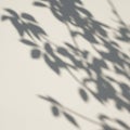 Soft shadows of leaves and branches are cast on a smooth, light-colored surface Royalty Free Stock Photo