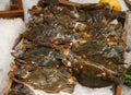 Soft shell crab on ice at the fish restaurant Royalty Free Stock Photo
