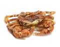 Soft shell crab Royalty Free Stock Photo