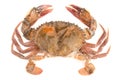 Soft shell crab Royalty Free Stock Photo