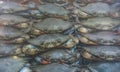 Soft shell crabs for sale