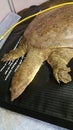 Soft shell spiney turtle