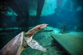 Soft Shell Turtle - Blue Grotto