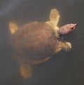Soft Shell Turtle in the Florida Everglades Royalty Free Stock Photo