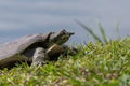 Soft-shell Turtle sunning on grassy pond shore