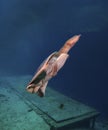 Soft Shell Turtle Surfacing For Air Royalty Free Stock Photo