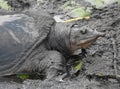 Soft Shell turtle encased in mud Royalty Free Stock Photo