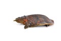 Soft-shell turtles Royalty Free Stock Photo