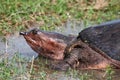 Soft-shelled Turtle Royalty Free Stock Photo