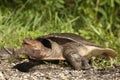 Soft Shelled Turtle, also called Florida Softshell Turtle Apalone ferox in Everglades national park.