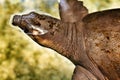 Soft Shelled Turtle Royalty Free Stock Photo