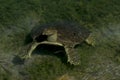 Soft-Shelled Turtle Royalty Free Stock Photo
