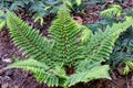 Soft shield fern - Polystichum Setiferum. Plumosum Densum Royalty Free Stock Photo