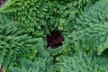 Soft shield fern - Polystichum Setiferum. Plumosum Densum Royalty Free Stock Photo
